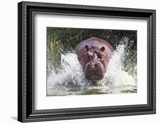 I'm Going to Get You!!-Wayne Pearson-Framed Photographic Print