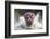 I'm Going to Get You!!-Wayne Pearson-Framed Photographic Print