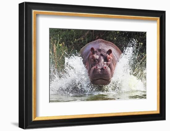 I'm Going to Get You!!-Wayne Pearson-Framed Photographic Print