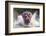 I'm Going to Get You!!-Wayne Pearson-Framed Photographic Print