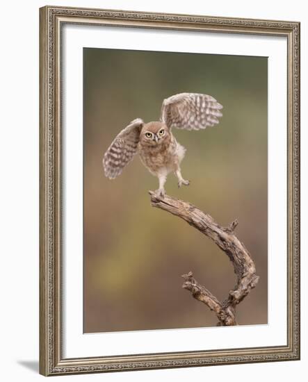 I'm Just A Gigalo-Amnon Eichelberg-Framed Giclee Print