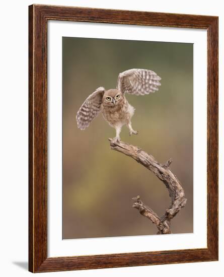 I'm Just A Gigalo-Amnon Eichelberg-Framed Giclee Print