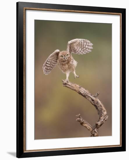 I'm Just A Gigalo-Amnon Eichelberg-Framed Giclee Print