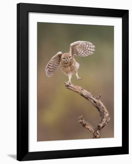 I'm Just A Gigalo-Amnon Eichelberg-Framed Giclee Print