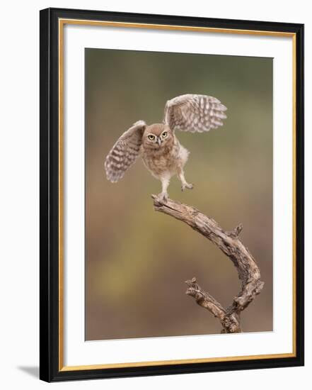 I'm Just A Gigalo-Amnon Eichelberg-Framed Giclee Print