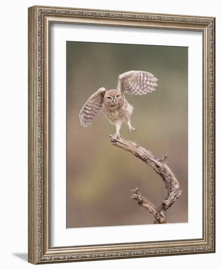 I'm Just a Gigalo-Amnon Eichelberg-Framed Photographic Print