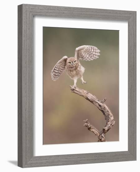 I'm Just a Gigalo-Amnon Eichelberg-Framed Photographic Print