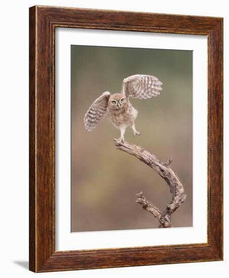 I'm Just a Gigalo-Amnon Eichelberg-Framed Photographic Print