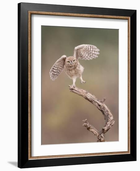 I'm Just a Gigalo-Amnon Eichelberg-Framed Photographic Print