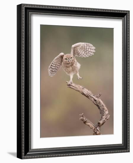 I'm Just a Gigalo-Amnon Eichelberg-Framed Photographic Print