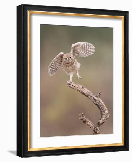 I'm Just a Gigalo-Amnon Eichelberg-Framed Photographic Print