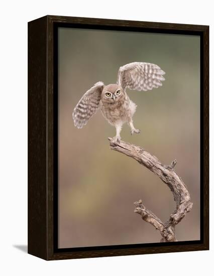 I'm Just a Gigalo-Amnon Eichelberg-Framed Premier Image Canvas