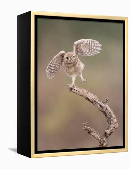 I'm Just a Gigalo-Amnon Eichelberg-Framed Premier Image Canvas