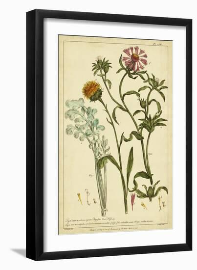 Iacea, Pl. CLll-Phillip Miller-Framed Art Print