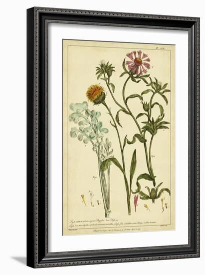 Iacea, Pl. CLll-Phillip Miller-Framed Art Print