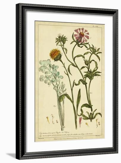 Iacea, Pl. CLll-Phillip Miller-Framed Art Print