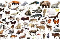 Set of Various Asian Isolated Wild Animals including Birds, Mammals, Reptiles and Insects-Iakov Filimonov-Photographic Print