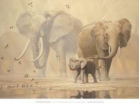 African Elephants and Namaqua Doves-Ian Coleman-Art Print