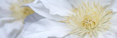 Clematis Flowers Marie Boisselot-Ian Dobbs-Framed Premier Image Canvas