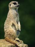 Meerkat on Look-Out, Marwell Zoo, Hampshire, England, United Kingdom, Europe-Ian Griffiths-Framed Photographic Print