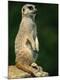 Photographic Print