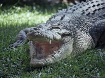 Twenty Four Foot Saltwater Crocodile (Crocodilus Porosus), Hartleys Creek, Queensland, Australia-Ian Griffiths-Framed Photographic Print