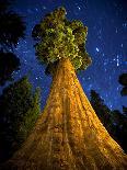 Teddy Bear Cactus or Jumping Cholla in Joshua Tree National Park, California-Ian Shive-Photographic Print