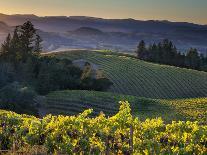 Healdsburg, Sonoma County, California: Vineyard and Winery at Sunset-Ian Shive-Photographic Print