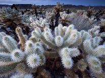 Teddy Bear Cactus or Jumping Cholla in Joshua Tree National Park, California-Ian Shive-Photographic Print