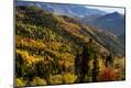 Photographic Print