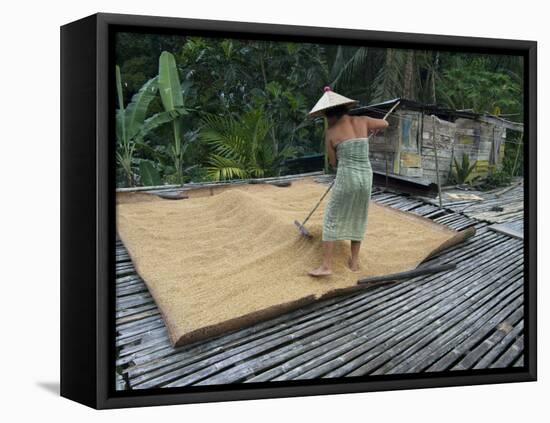 Iban Tribeswoman Raking Through Drying Rice Crop on Sacking Laid on Bamboo Longhouse Verandah-Annie Owen-Framed Premier Image Canvas