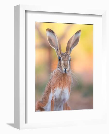 Iberian hare portrait, Castile La Mancha, Spain-Juan Carlos Munoz-Framed Photographic Print