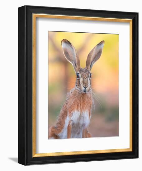Iberian hare portrait, Castile La Mancha, Spain-Juan Carlos Munoz-Framed Photographic Print