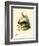 Iberian Hare-null-Framed Giclee Print