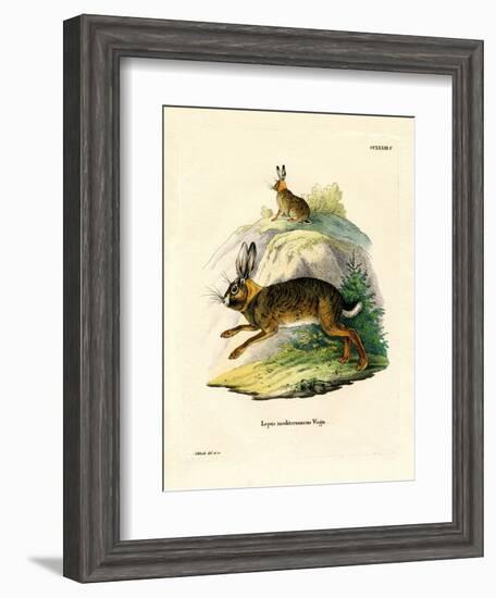 Iberian Hare-null-Framed Giclee Print