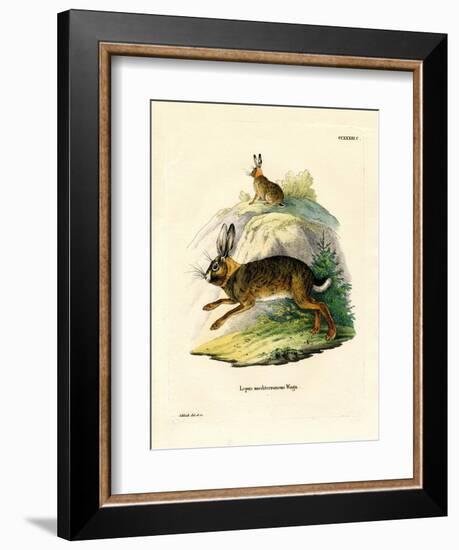 Iberian Hare-null-Framed Giclee Print