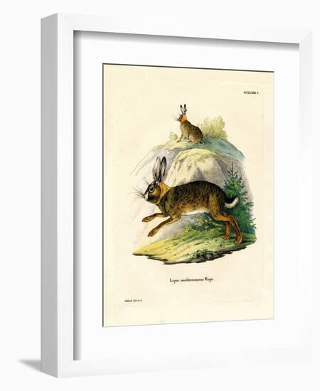 Iberian Hare-null-Framed Giclee Print