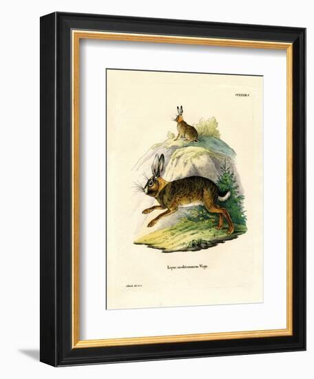 Iberian Hare-null-Framed Giclee Print