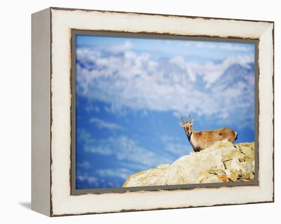 Ibex (Capra Ibex), on Lower Slopes of Mont Blanc, Chamonix, French Alps, France, Europe-Christian Kober-Framed Premier Image Canvas