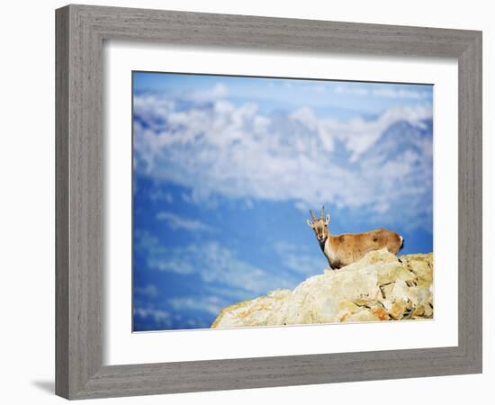 Ibex (Capra Ibex), on Lower Slopes of Mont Blanc, Chamonix, French Alps, France, Europe-Christian Kober-Framed Photographic Print