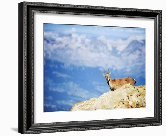 Ibex (Capra Ibex), on Lower Slopes of Mont Blanc, Chamonix, French Alps, France, Europe-Christian Kober-Framed Photographic Print