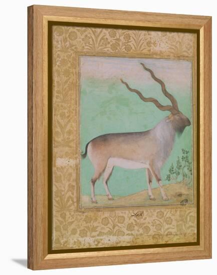 Ibex, Mughal-null-Framed Premier Image Canvas