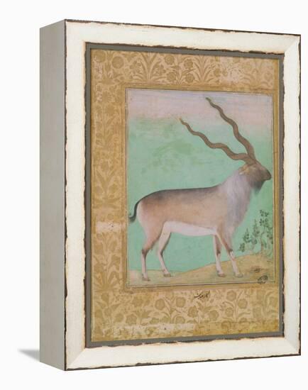 Ibex, Mughal-null-Framed Premier Image Canvas