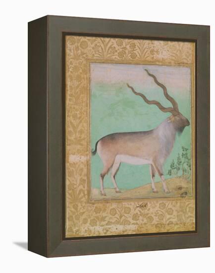 Ibex, Mughal-null-Framed Premier Image Canvas