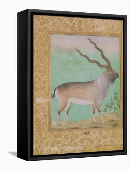 Ibex, Mughal-null-Framed Premier Image Canvas