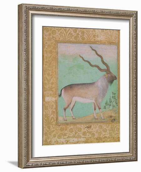 Ibex, Mughal-null-Framed Giclee Print