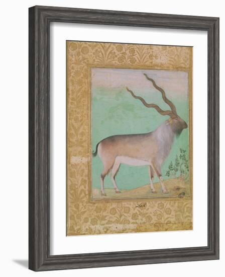 Ibex, Mughal-null-Framed Giclee Print