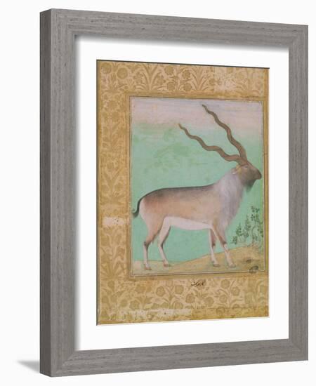 Ibex, Mughal-null-Framed Giclee Print