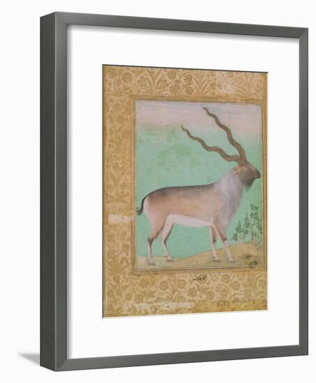 Ibex, Mughal-null-Framed Giclee Print