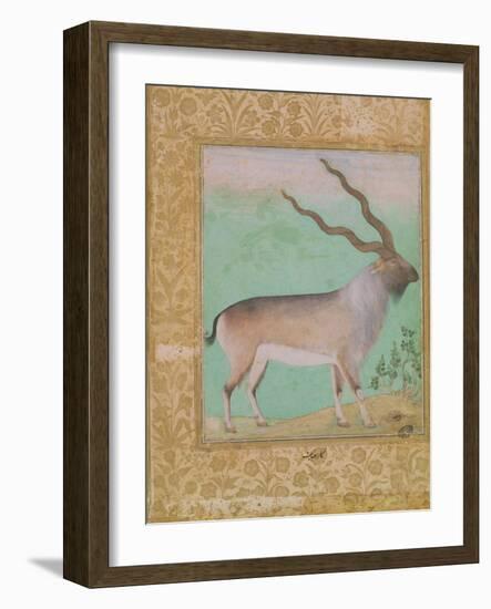 Ibex, Mughal-null-Framed Giclee Print